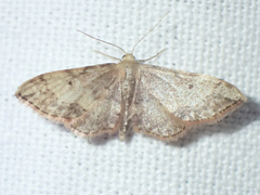 Idaea efflorata