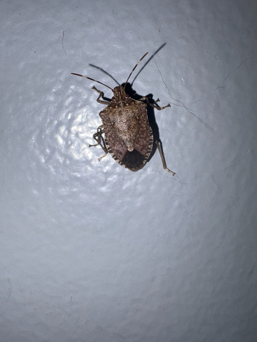 Brown Marmorated Stink Bug