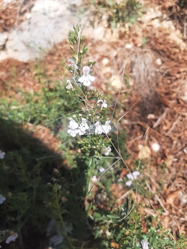 Winter Savory
