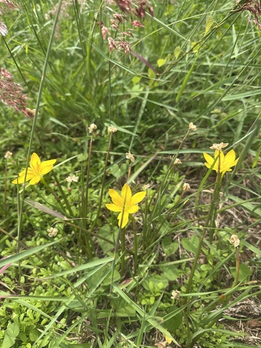 Zephyranthes citrina, 2026-10-04