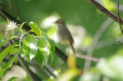 Curruca communis