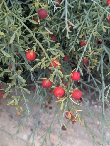 Poet's Cassia