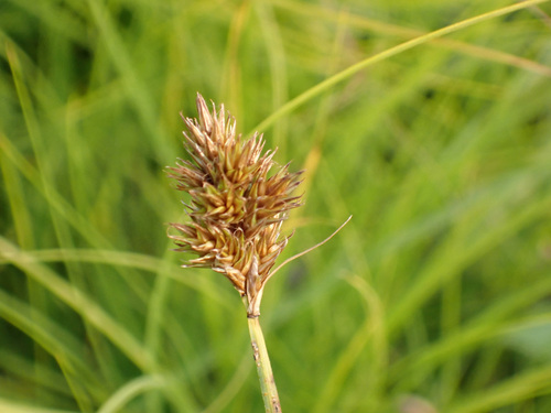 Carex leporina, 2026-10-04