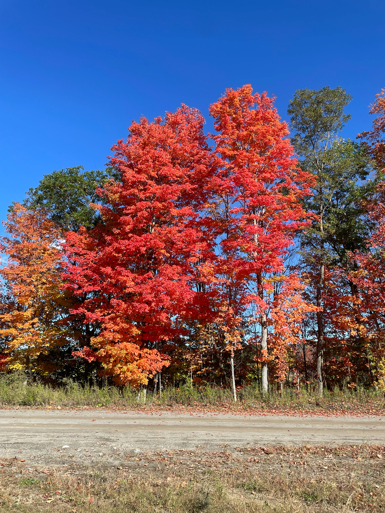A row of sugar maples in full red and orange along a dirt road, with one green tree among them.