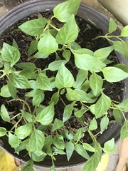 Capsicum annuum glabriusculum