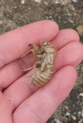 Common Cicada
