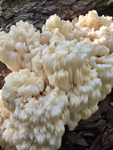 Bear's Head Tooth
