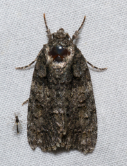 Acronicta increta