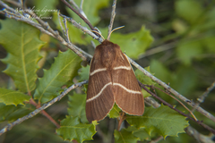 Macrothylacia digramma