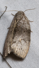 Polygrammate cadburyi