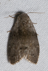 Polygrammate cadburyi