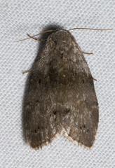 Polygrammate cadburyi