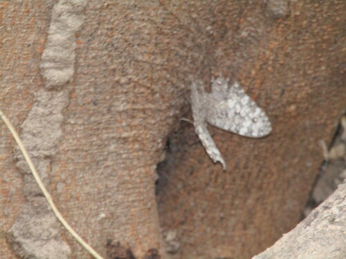 Gray Cracker