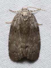 Polygrammate cadburyi