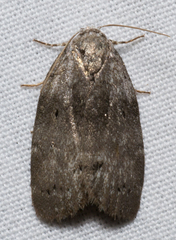 Polygrammate cadburyi
