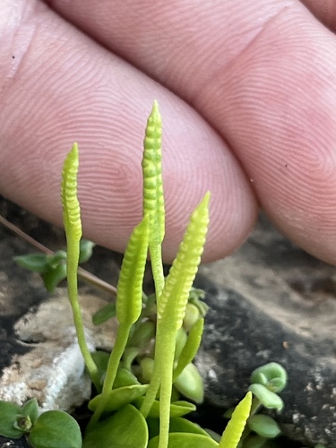 Ophioglossum polyphyllum observed 2026-10-04