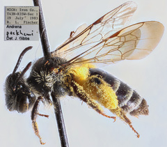 Andrena peckhami