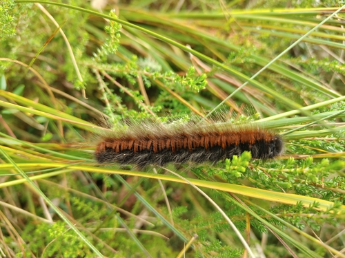 Fox Moth