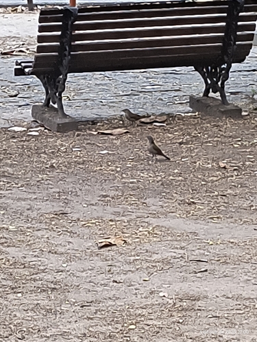 Pale-breasted Thrush