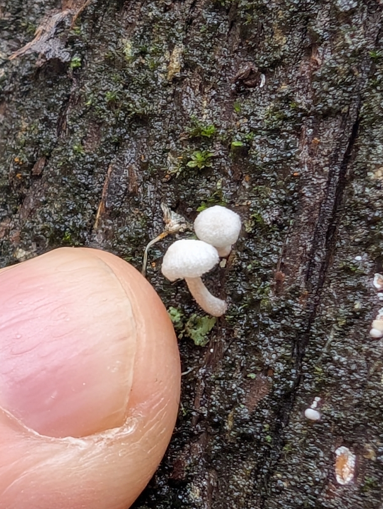 Delicatula integrella · October 2026 · photo: Photo: no rights reserved · iNaturalist