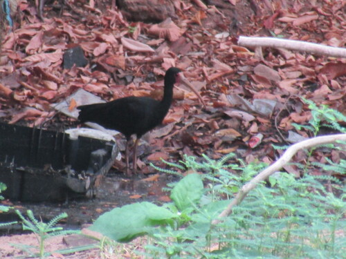 Bare-faced Ibis
