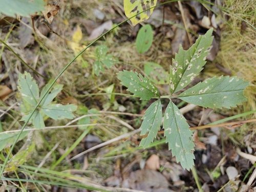marsh cinquefoil