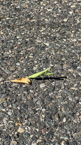 European Mantis