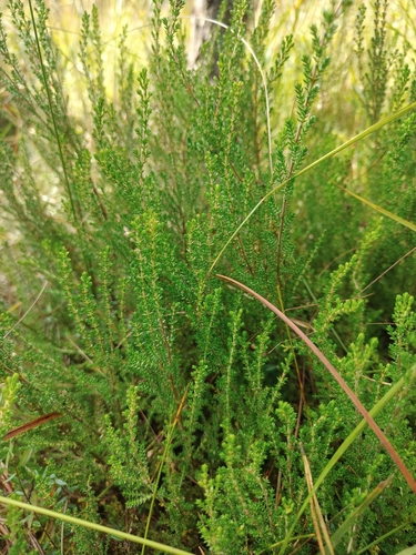 common heather