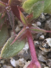 Chorizanthe polygonoides longispina