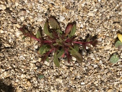 Chorizanthe polygonoides longispina