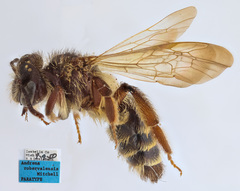 Cnemidandrena