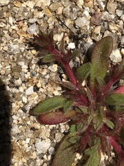Chorizanthe polygonoides longispina