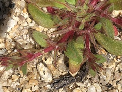 Chorizanthe polygonoides longispina