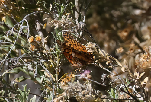 Variegated Fritillary