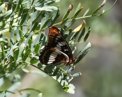 Lorquin's Admiral