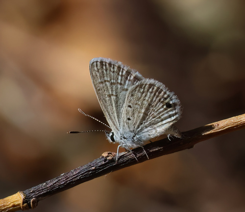 Ceraunus Blue
