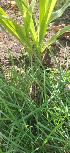 Northern Leopard Frog