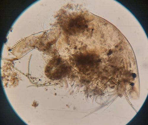 Alona affinis