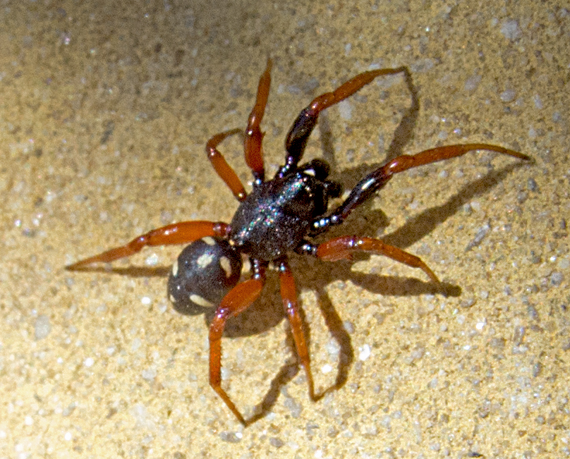Asagena meridionalis