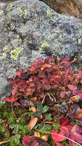Vaccinium cespitosum observed 2026-10-03