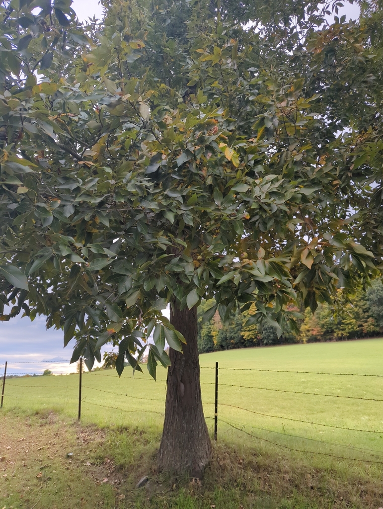 A hickory still mostly green with its first yellow leaves, over a pasture with colouring woods behind.