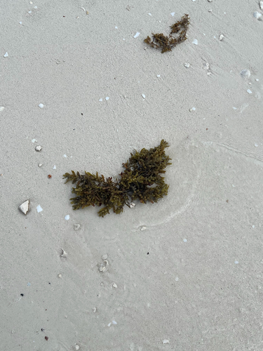 Sargassum fluitans observed 2026-09-24