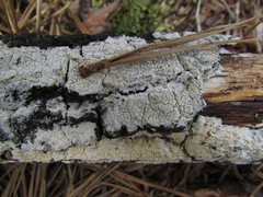 Hyphoderma