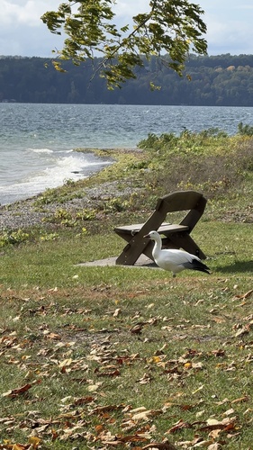 Snow Goose