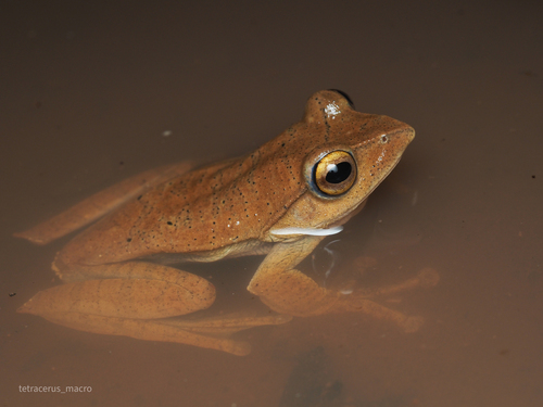 Balu Flying Frog