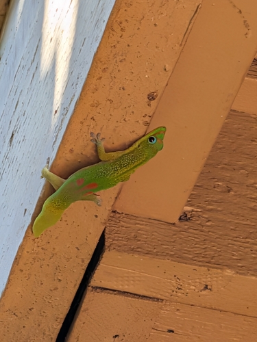 Phelsuma laticauda observed 2026-10-04