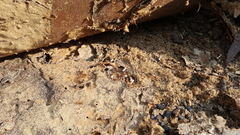 Camponotus