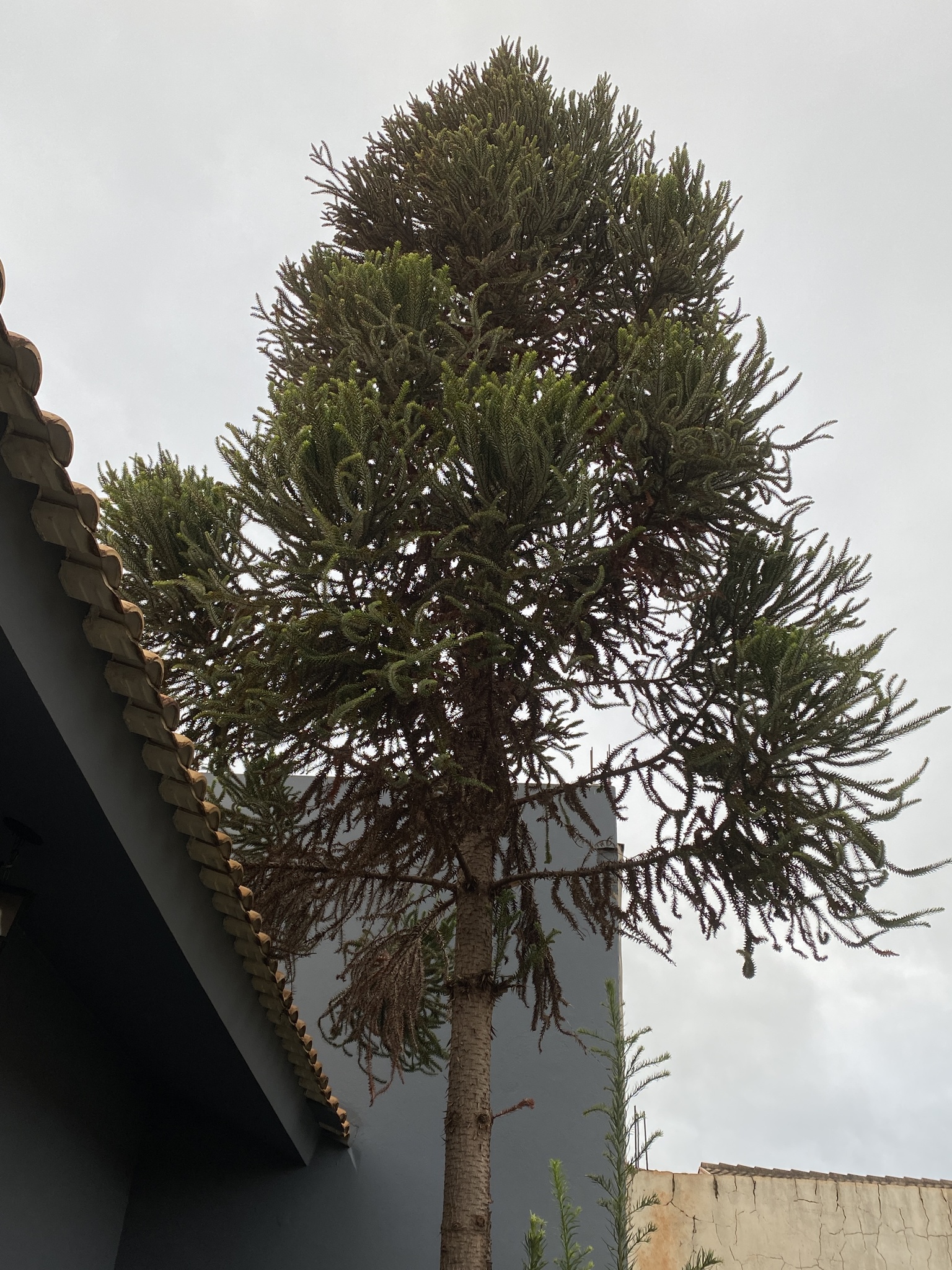 Araucaria angustifolia