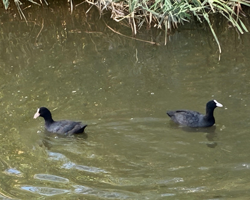 Eurasian Coot