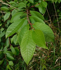 Prunus padus